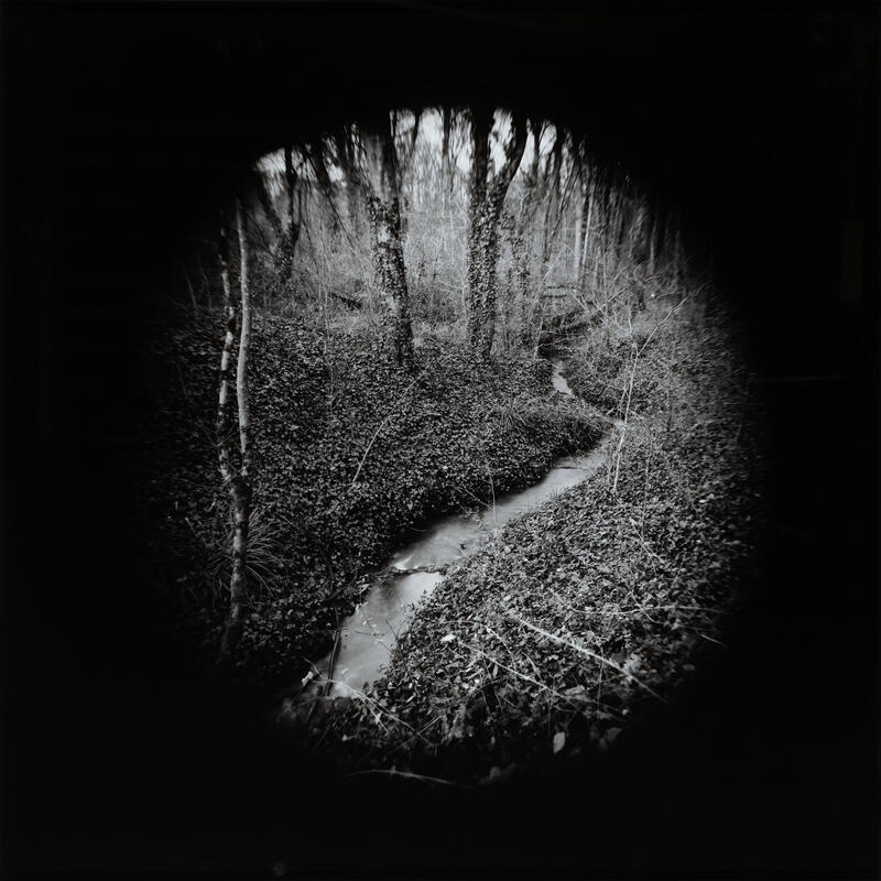 The forest photographed