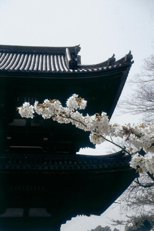 Walk in a Japanese garden