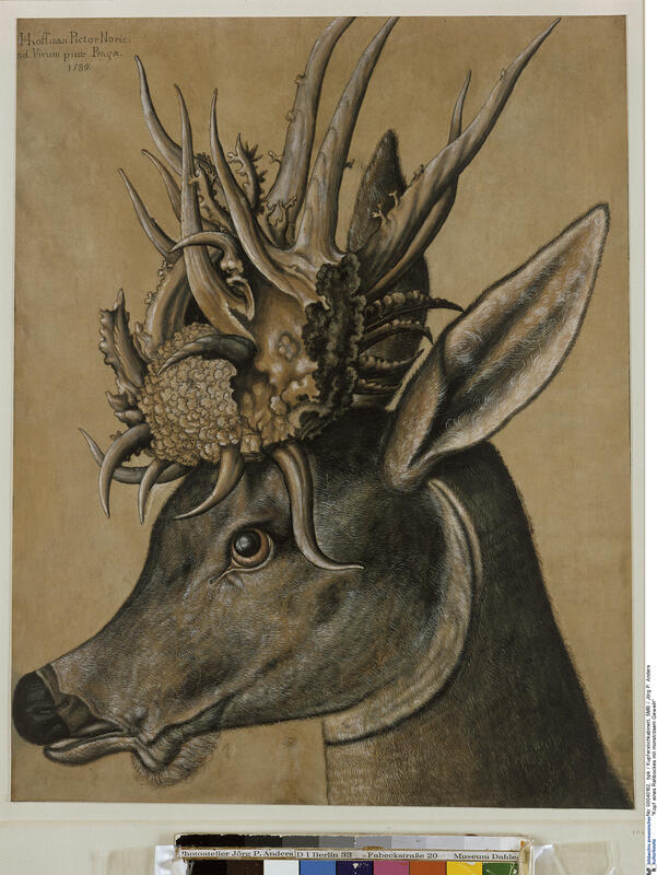 The animals of our forests