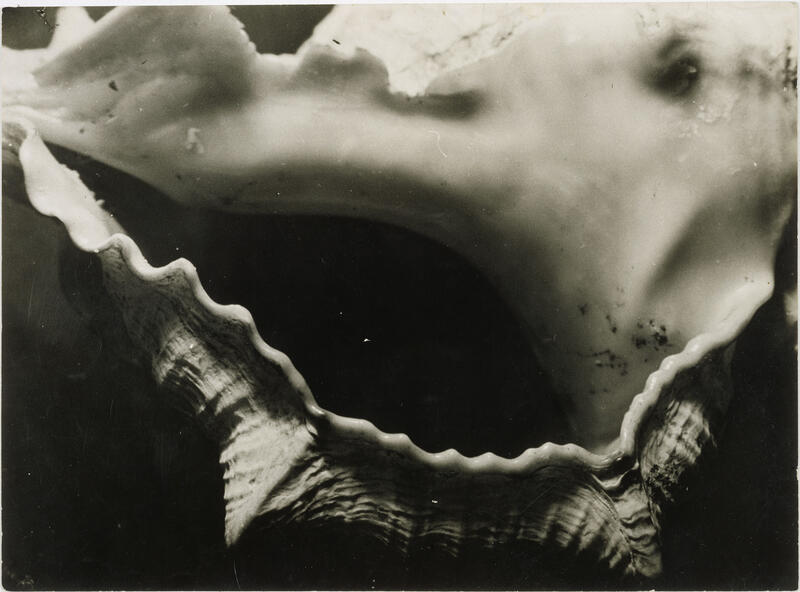 Shellfish and crustaceans