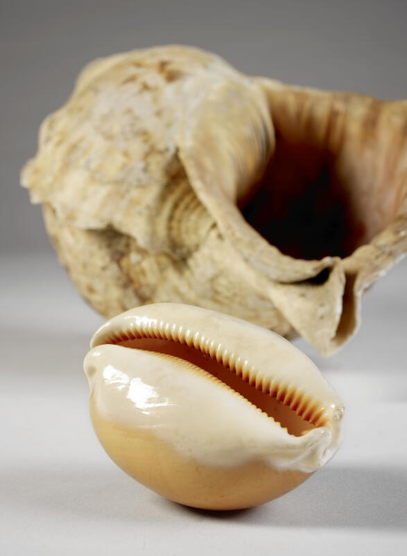 Shellfish and crustaceans