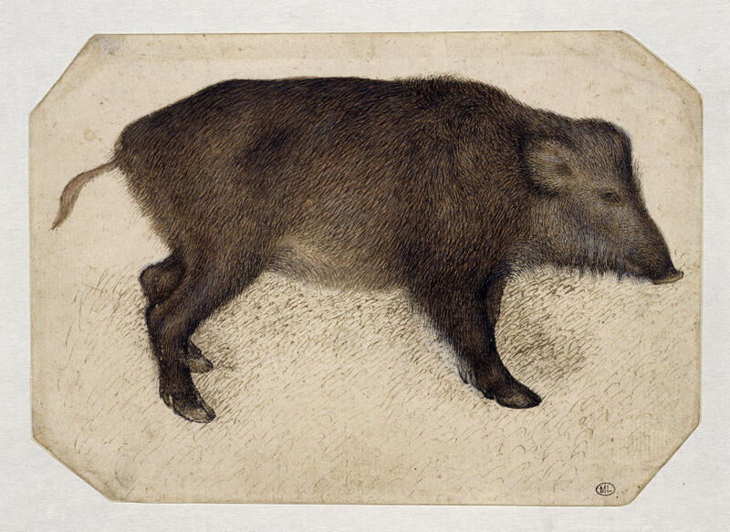 The animals of our forests