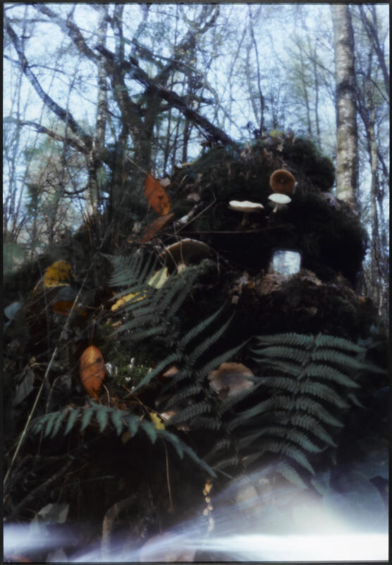 La forêt photographiée