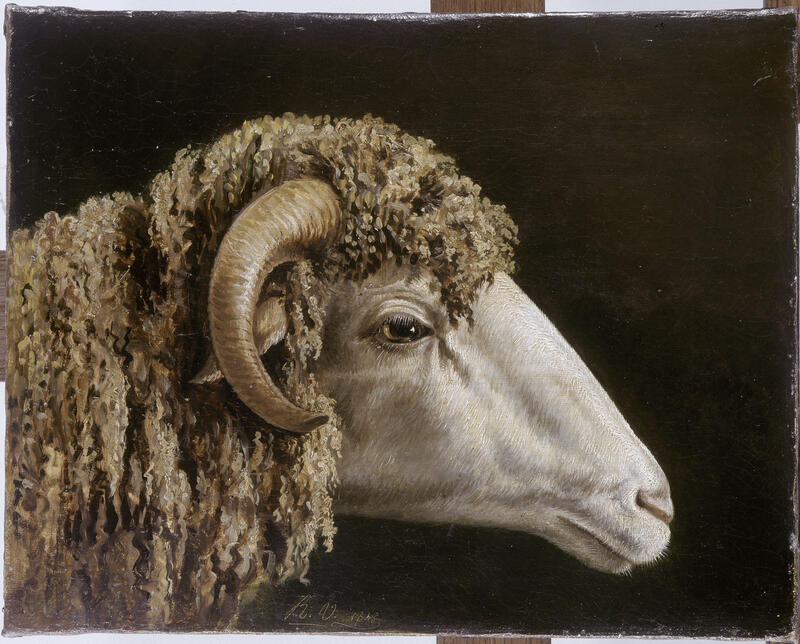 Animal beauty