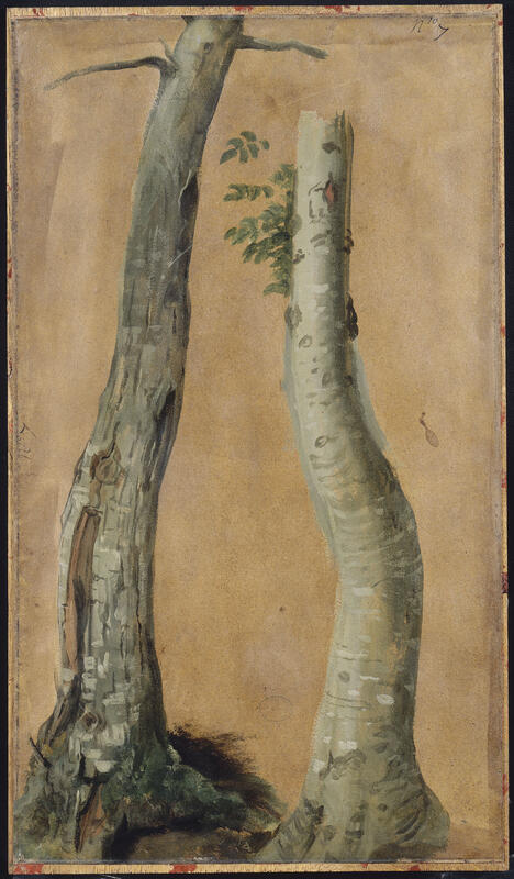 La forêt