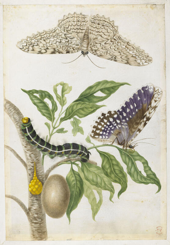 Insectes