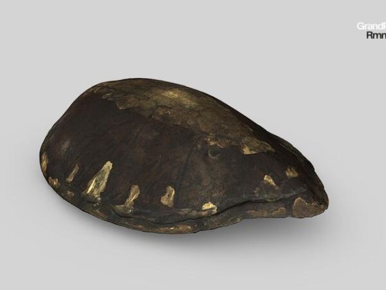 Carapace de tortue, berceau supposé d'Henri IV