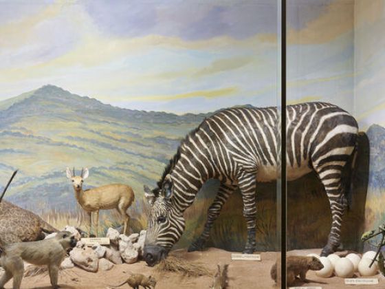 Diorama du Mont Kenya